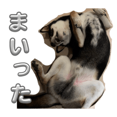 togarashi_20260323055902