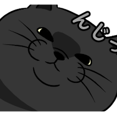 Black cat for daily use