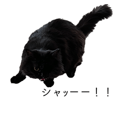 kuroi,noronorononucco