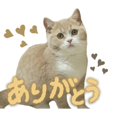 nyuncorando_20260323000019