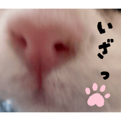 yukatamu_20260322211552