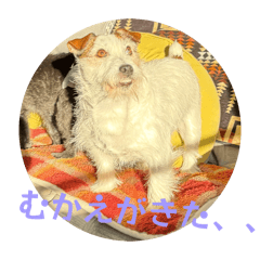 momokota_20260323112830