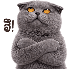 ❤️แมวเทา ตึงจัด❤️