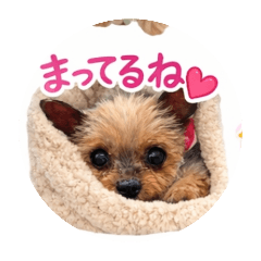 pudding_20260323115819