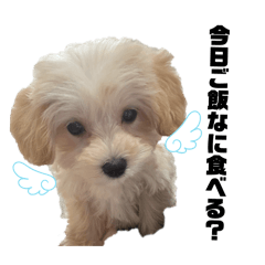 BELLE_20260323120931