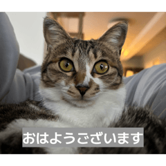 nekodayo_20260323120453