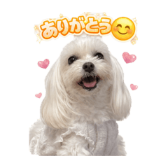 satokichi_20260322210749