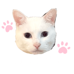 hinachi_20260323140659