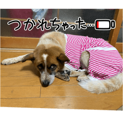 asahimaru_20260320204640