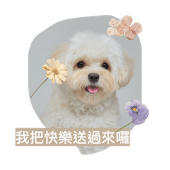 Mochi 麻吉賣萌