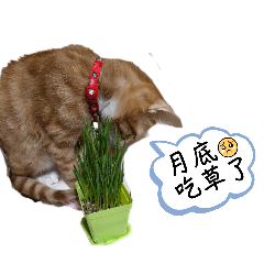 橘橘的社畜生活