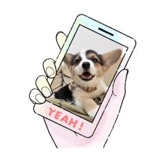 三色科基-碳吉寶寶