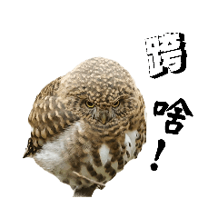 Bo的野生動物貼 part.2 戰神