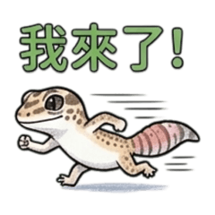 肥尾守宮Patty 的日常