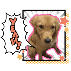 樂樂小狗の日常