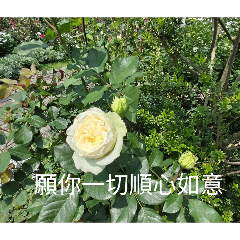 早安問候語-玫瑰花