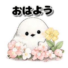 Shimaenaga Polite
