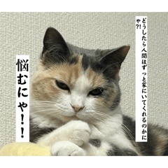 Sikakudaisuki_20260322235104