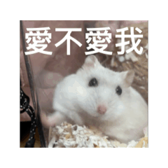 鼠鼠的可愛每一刻12