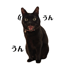 kasumi_20260323144409