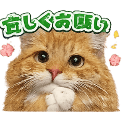 ichigo_20260323150243