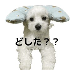 malukko_20260323154942