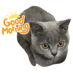 Sumire_20260323022707