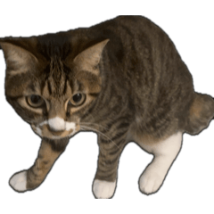 honda_20260323024133