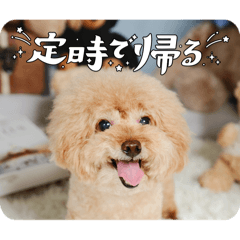 belle_20260320230146