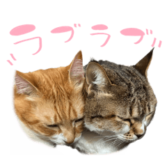 petite plume_20260324093320