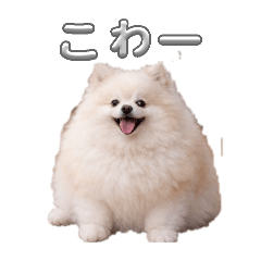 chroinu_20260323174637