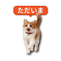 vivicat_20260323160634