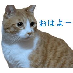 zigzag_20260323180301