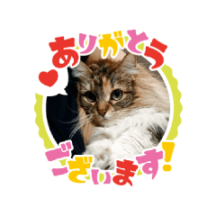 kayo saito_20260323193851