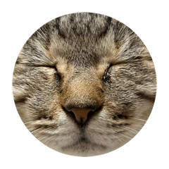 l am a frog._20260323193624