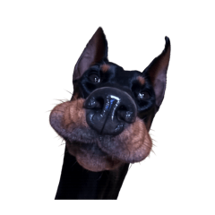 Haiena_shi_20260323203700