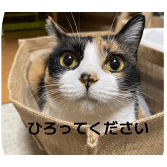 komakazu_20260323132352