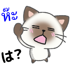 Daily Japanese & Thai Siamese Cat