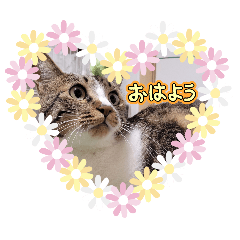 marikohasute_20260323184811