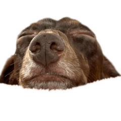 romanticist dog_20260323190722