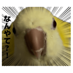 sakkpippi_20260323170444