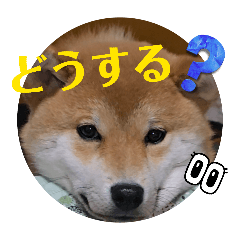 Chestnuts_20260323191158