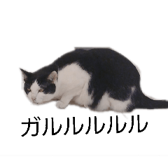 runamaru_20260323203630