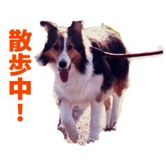 togarashi_20260323220738