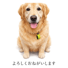 Golden_Lucky_02(Gentle Daily Life)