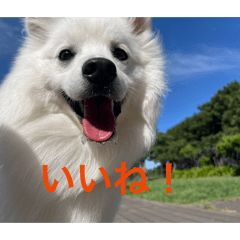 SHIROMARU_20260323233943