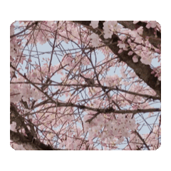 櫻花動態貼圖1