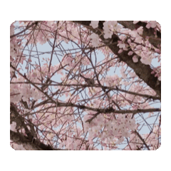 櫻花動態貼圖.