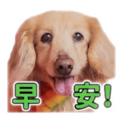 雅米貝果蹦蹦！