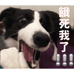 OREO實用日常款❤️